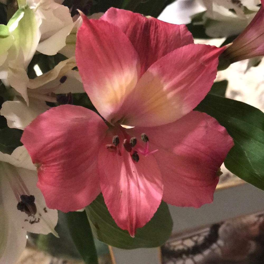 Meet your Posher, Missy